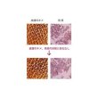 画像10: *スカルプブラシ ワールドモデル 〈ロング・ショート〉 (10)